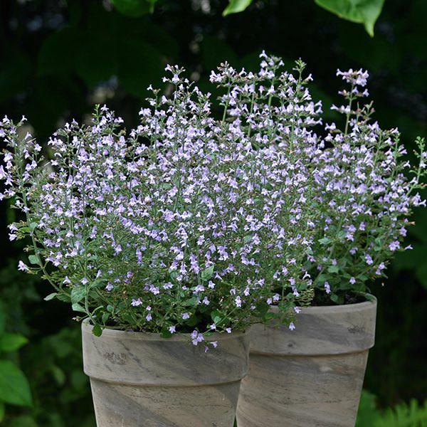 Calamintha nepeta Marvelette Blue