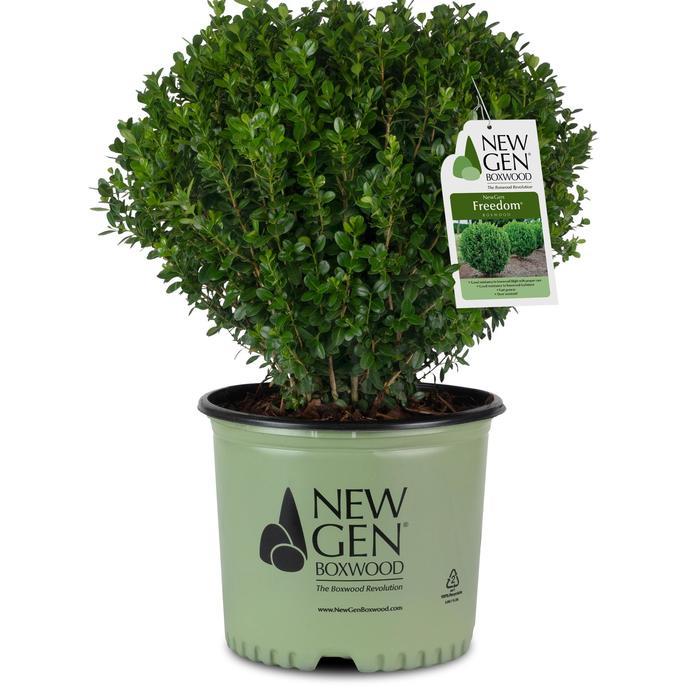 Buxus NewGen® Freedom®