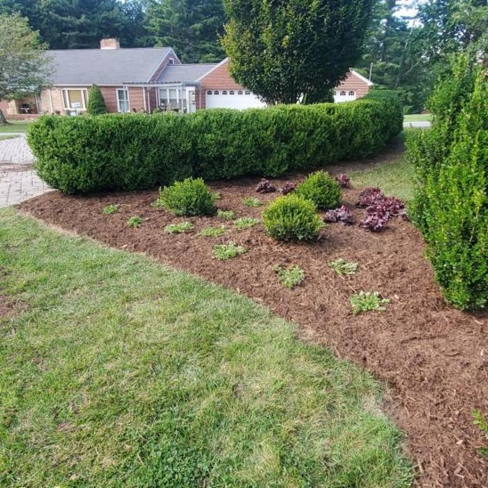 Buxus microphylla Little Mister™ PP36215