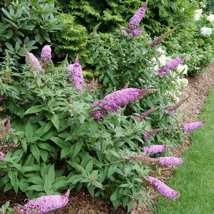Buddleia Pugster Pinker® PP33565