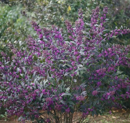 Callicarpa x Pearl Glam® PP24014