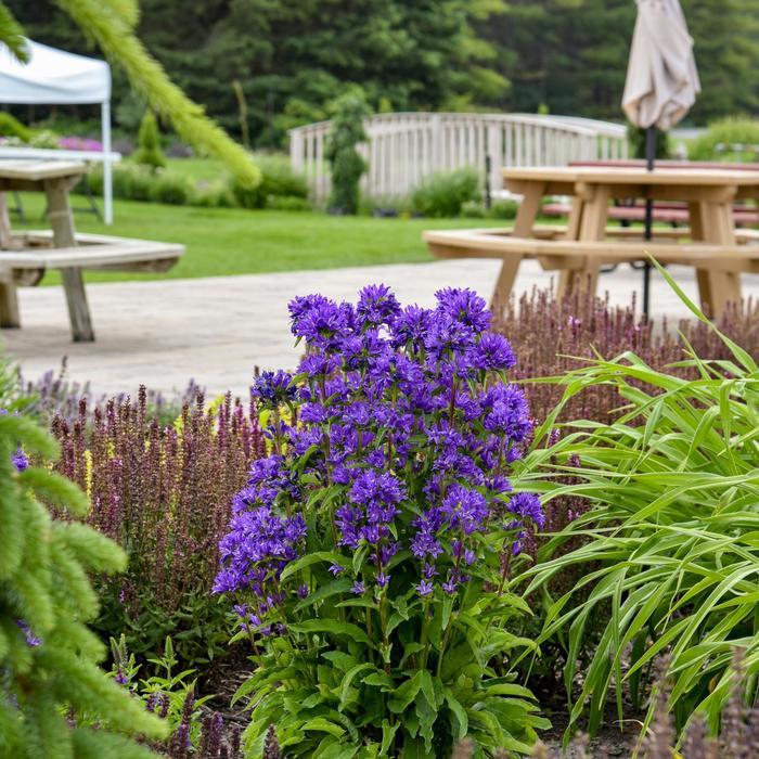Campanula glomerata Bells and Whistles PP36936