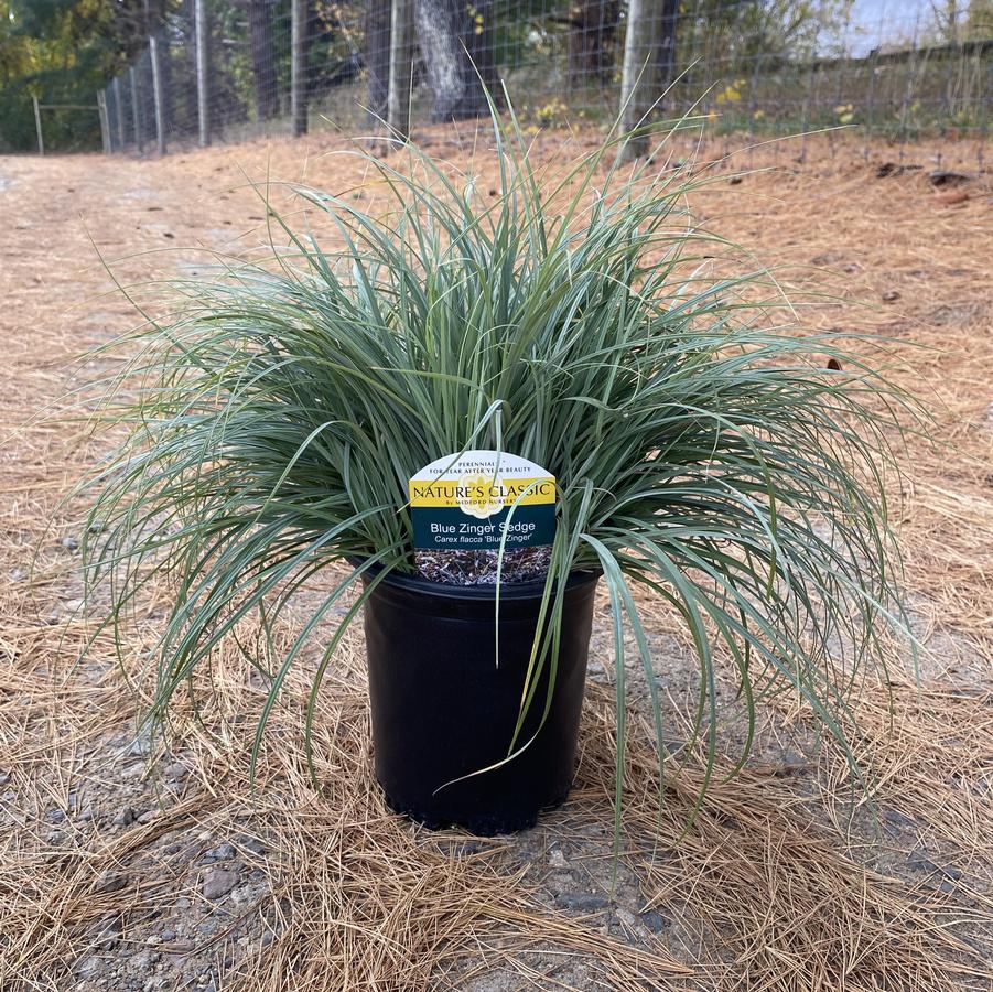 Carex flacca Blue Zinger