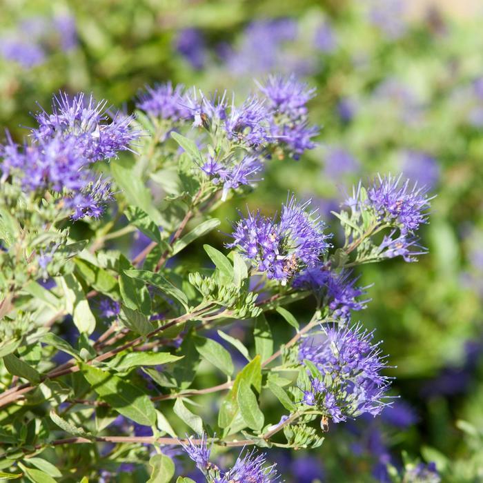 Caryopteris x clandonensis Sapphire Surf™