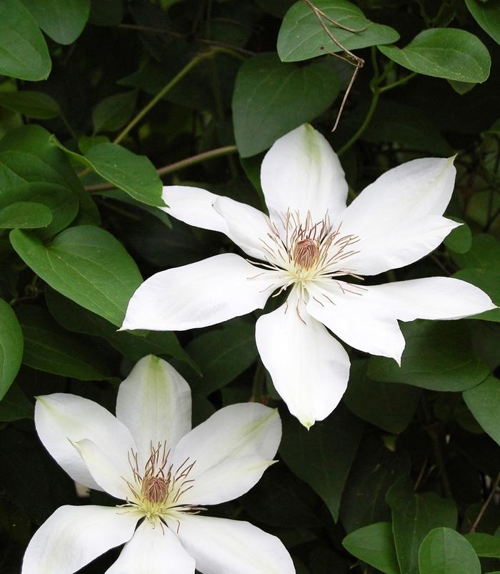 Clematis Henryi