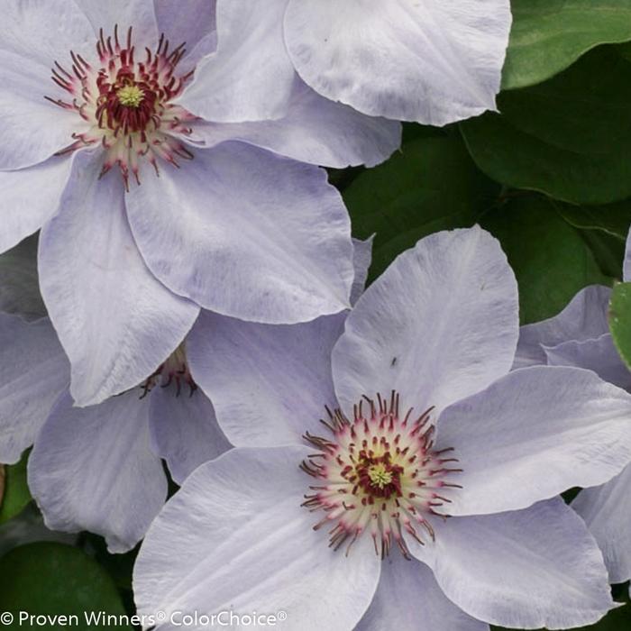 Clematis Still Waters™ PP20372