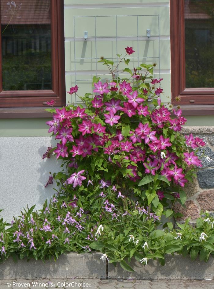 Clematis Viva Polonia