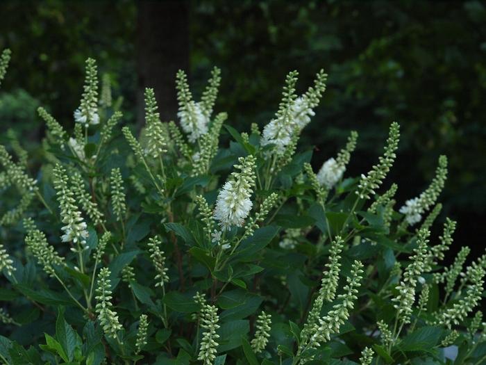 Clethra alnifolia Sugartina® Crystalina PP21561