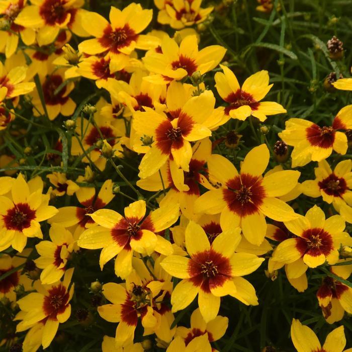 Coreopsis Designer Threads® Golden Needles
