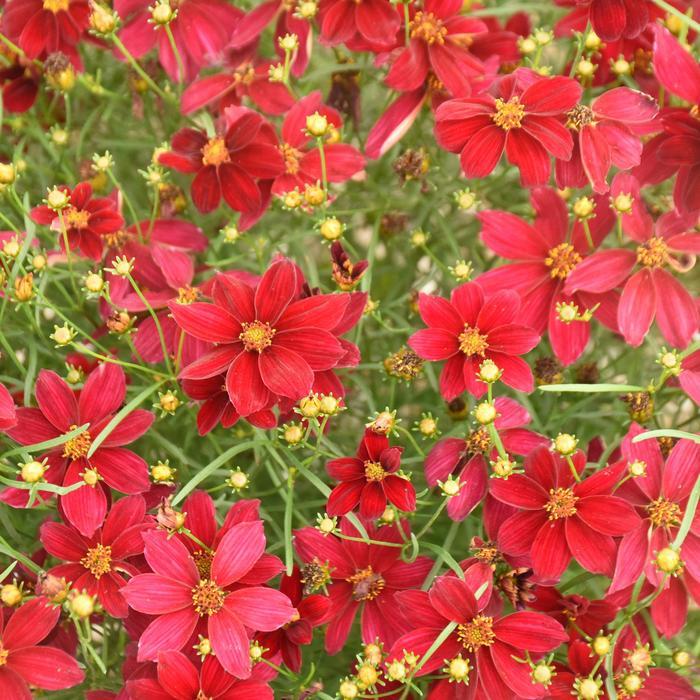 Coreopsis Designer Threads® Scarlet Ribbons
