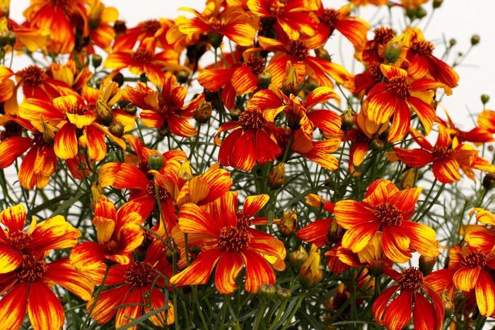 Coreopsis Fall Sensation Sunny Side