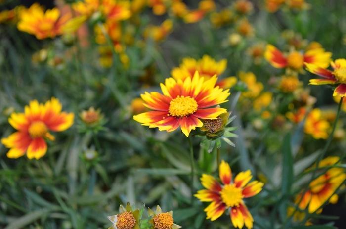 Coreopsis Li'l Bang™ Daybreak PPAF
