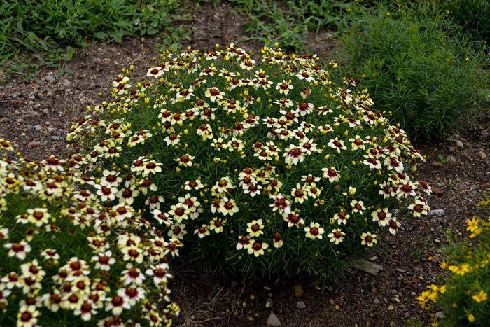 Coreopsis Sizzle & Spice® Red Hot Vanilla PP30909