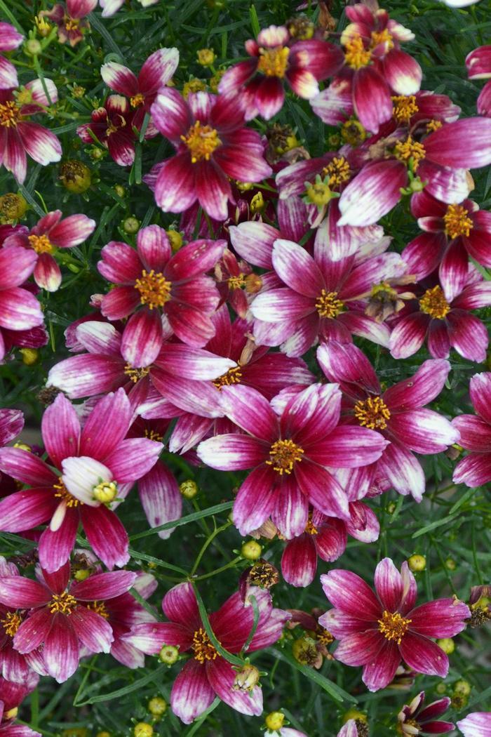 Coreopsis Sizzle & Spice® Zesty Zinger PP29921