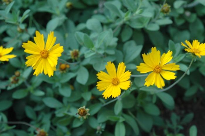 Coreopsis Sunshine Superman