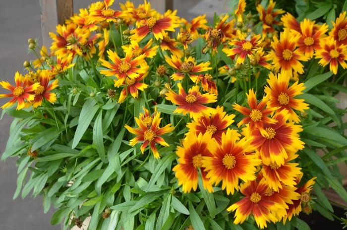 Coreopsis UpTick™ Gold & Bronze PP28882