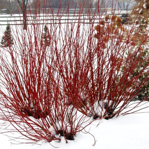 Cornus stolonifera Arctic Fire® Red PP18523