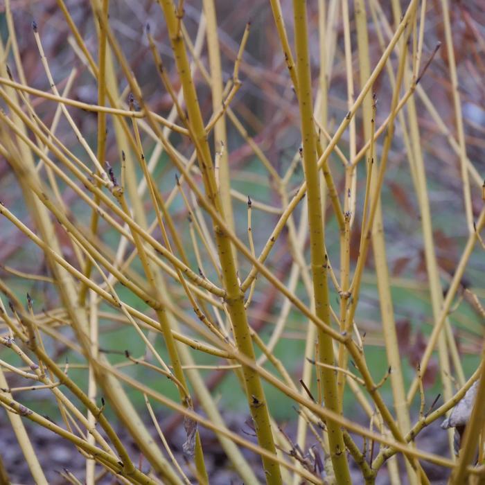 Cornus stolonifera Arctic Fire® Yellow PP32351