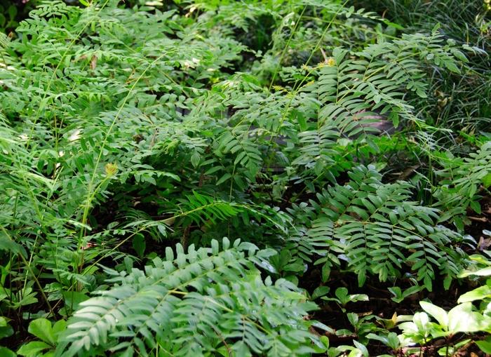 Osmunda regalis spectabilis 