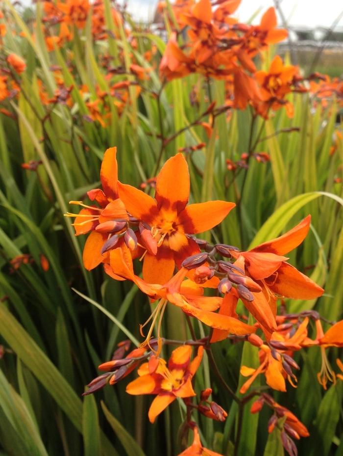Crocosmia crocosmiiflora Emily McKenzie