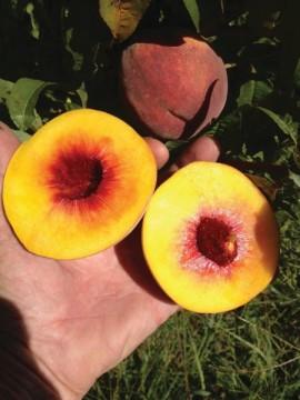 Nectarine Semi-Dwarf Red Gold
