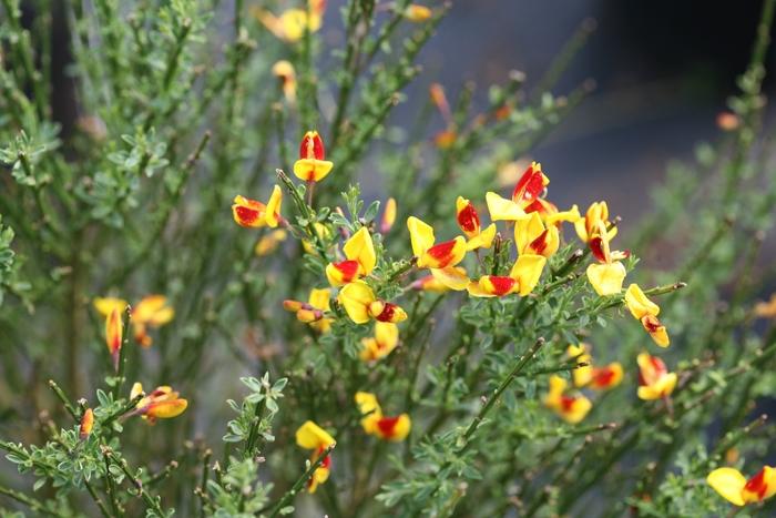 Cytisus scoparius Sister Disco® PP30186