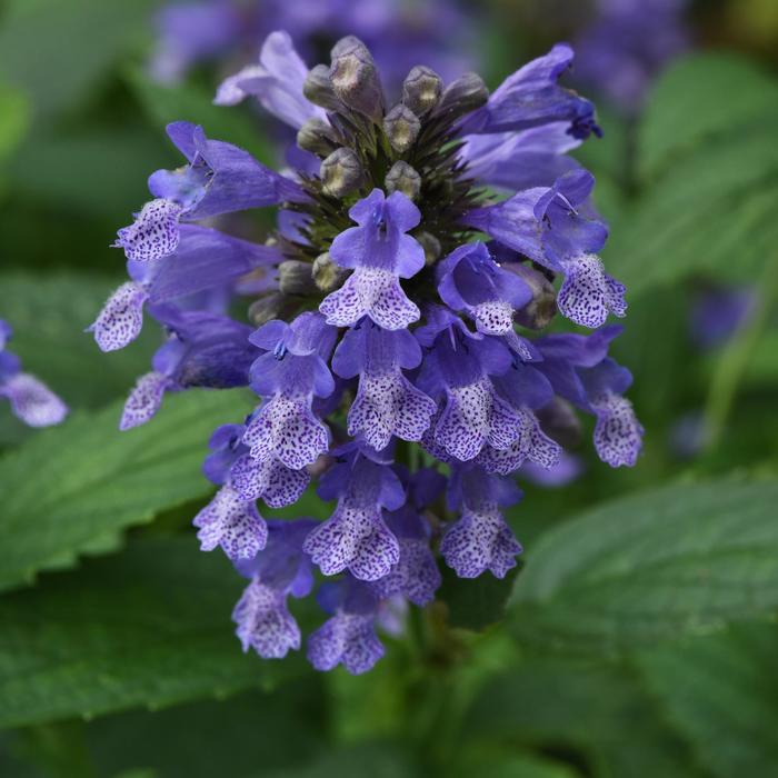Nepeta Prelude™ Blue PP31901