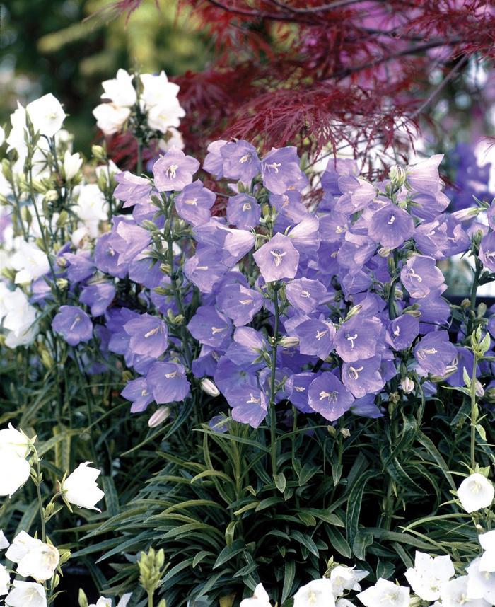 Campanula persicifolia Takion Blue