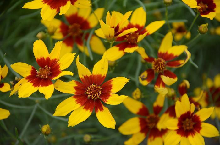 Coreopsis Sizzle & Spice® Curry Up PP28521