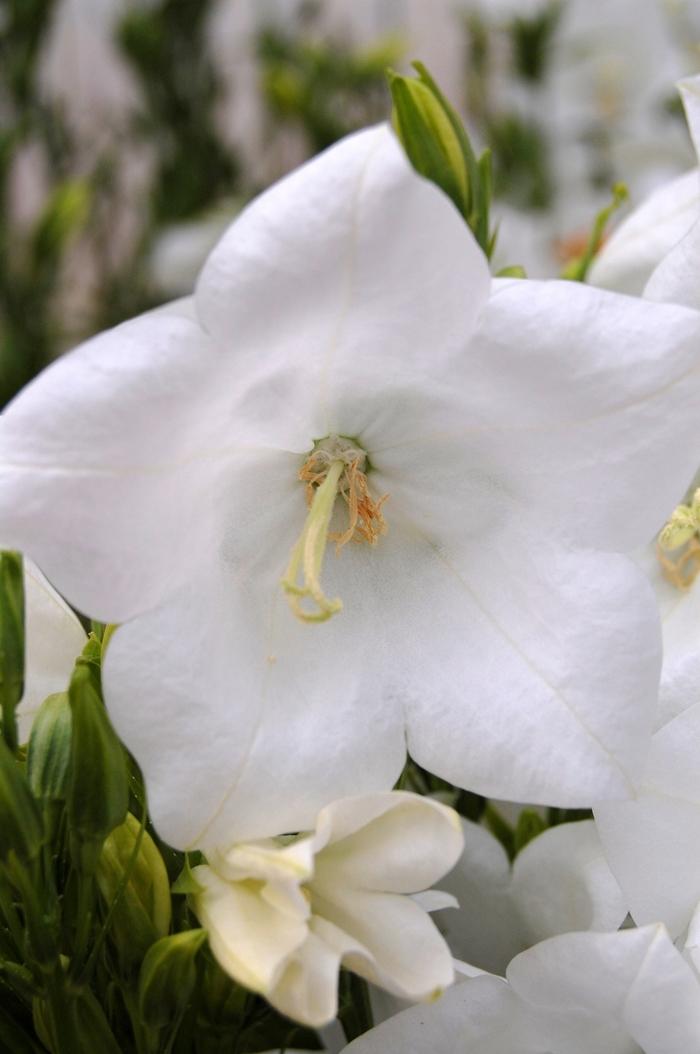 Campanula persicifolia Takion White