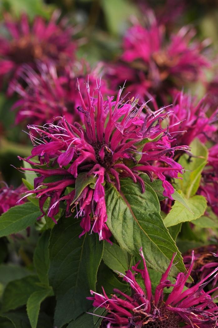 Monarda Balmy™ Purple PP25561