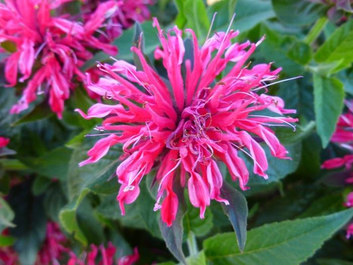 Monarda Balmy™ Rose PP26567