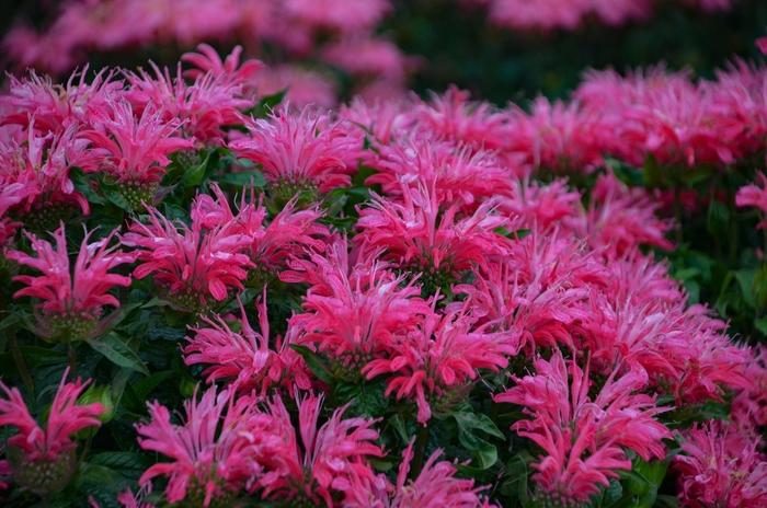 Monarda didyma Electric Neon Pink