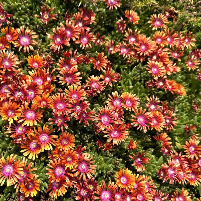 Delosperma Fire Spinner®