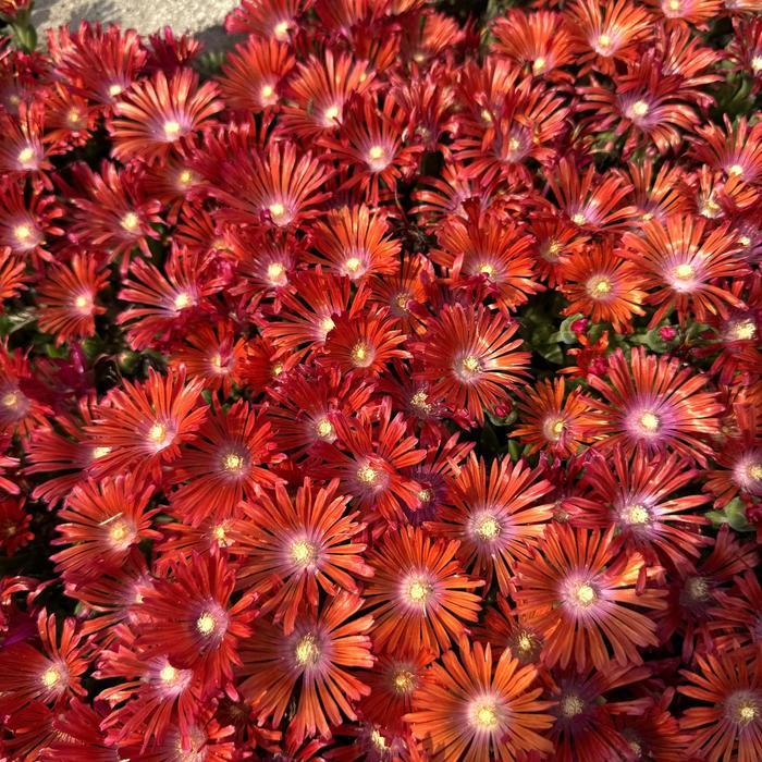 Delosperma Kaleidoscope™ Dancing Embers PPAF