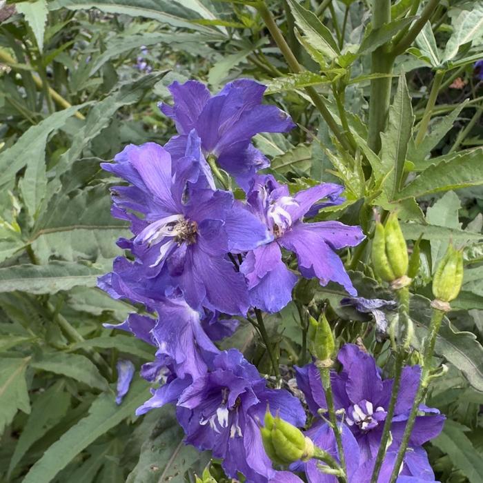 Delphinium elatum Violets Are Blue PP37102
