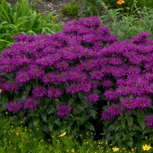 Monarda didyma Sugar Buzz® Grape Gumball
