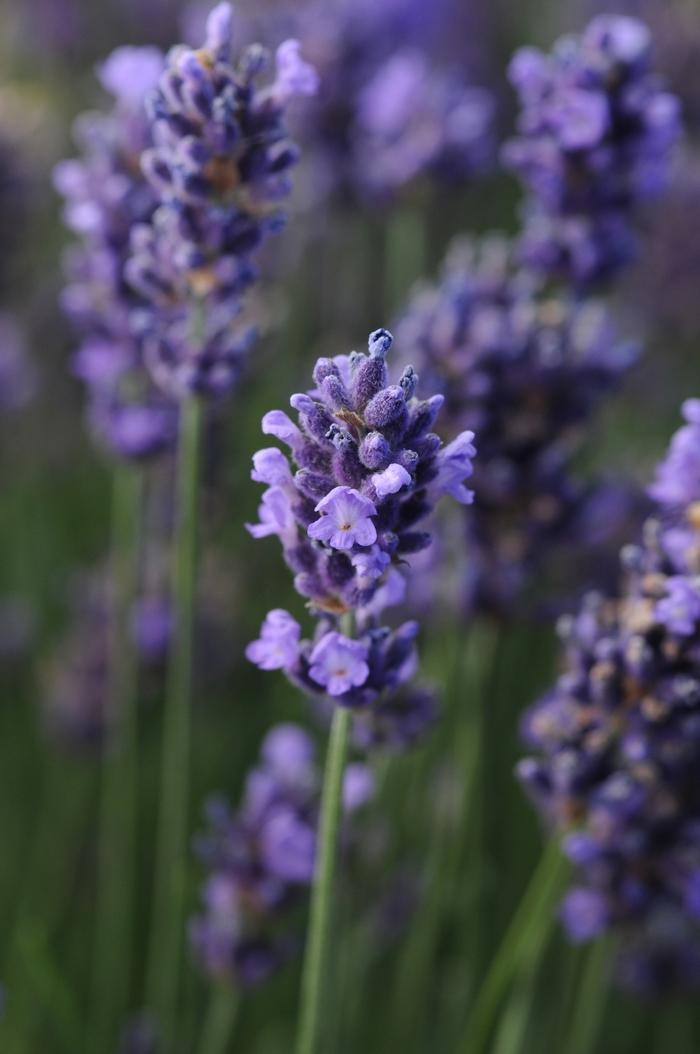 Lavandula Super Blue