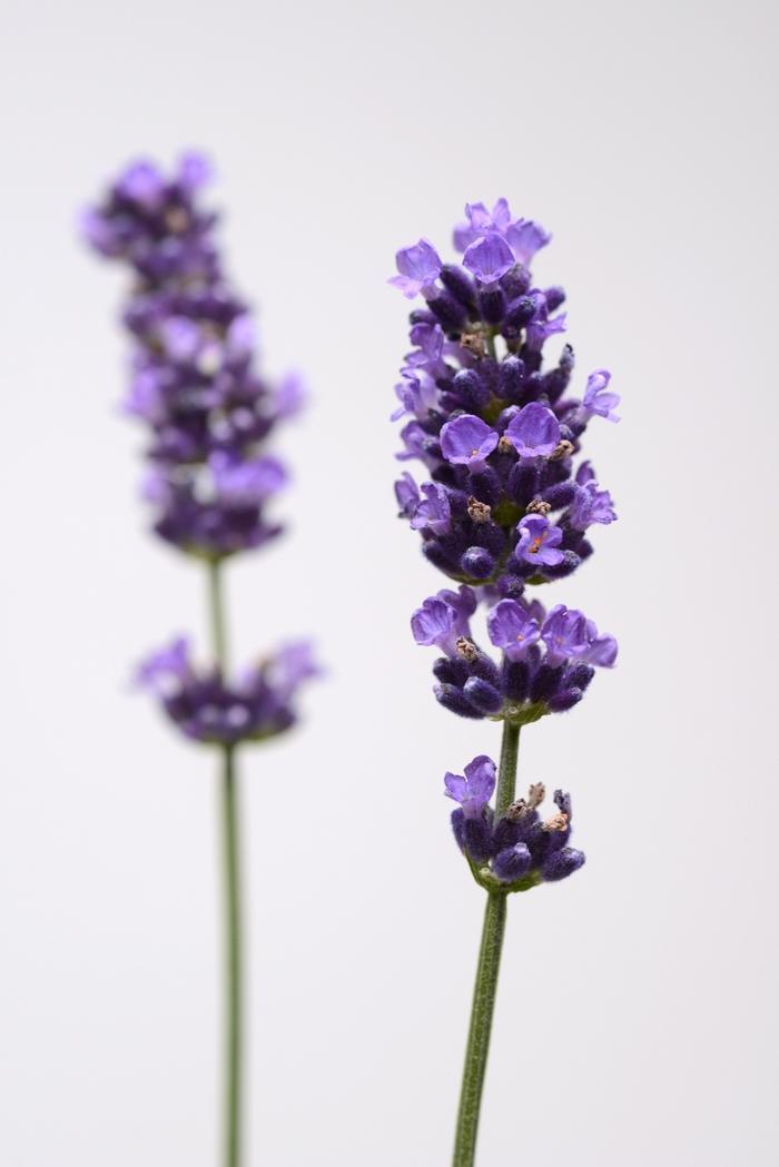 Lavandula angustifolia Sweet Dreams™ Blue