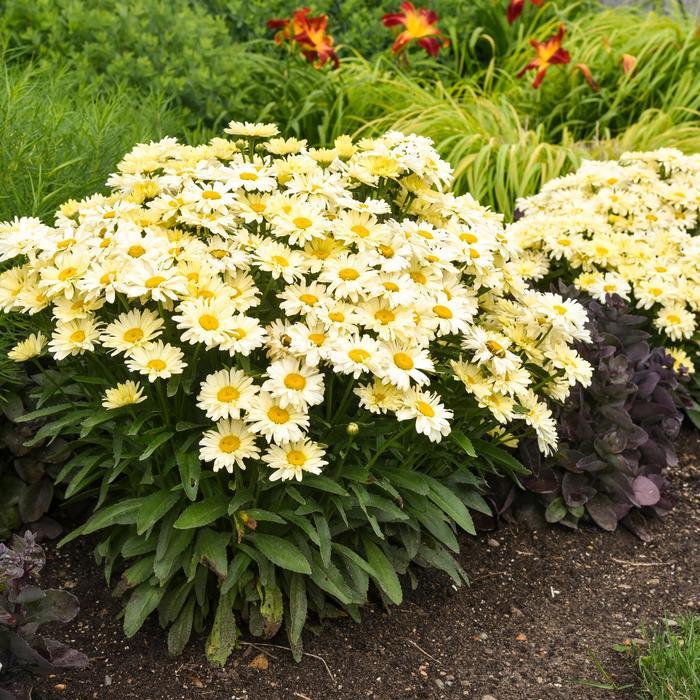 Leucanthemum Amazing Daisies® Banana Cream ll