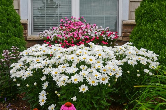Leucanthemum Amazing Daisies® Daisy May