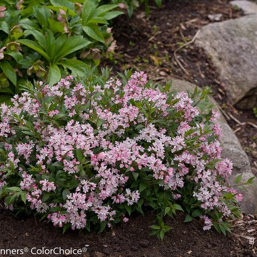 Deutzia Yuki Cherry Blossom® PP28347