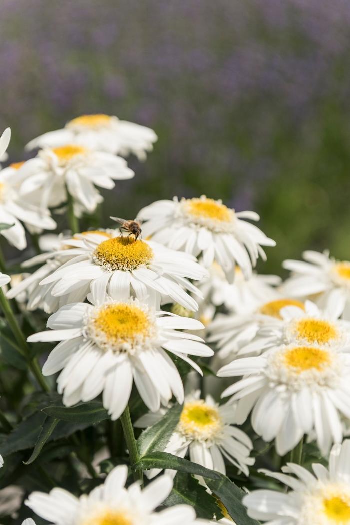 Leucanthemum Sweet Daisy Birdy