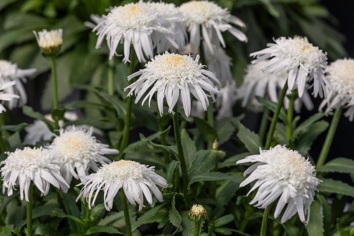 Leucanthemum x superbum Carpet Angel® PP22202