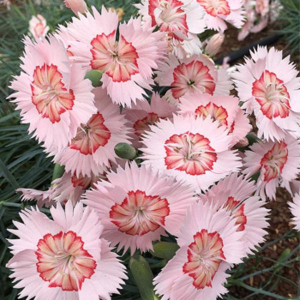 Dianthus American Pie® Georgia Peach Pie