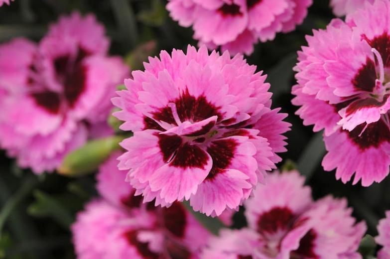Dianthus Everlast™ Lavender+Eye