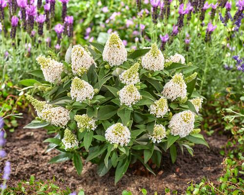 Buddleia Little Rockstars White