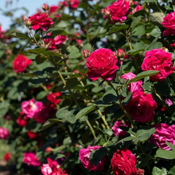 Rosa Grandiflora Sweet Spirit ™ PPAF