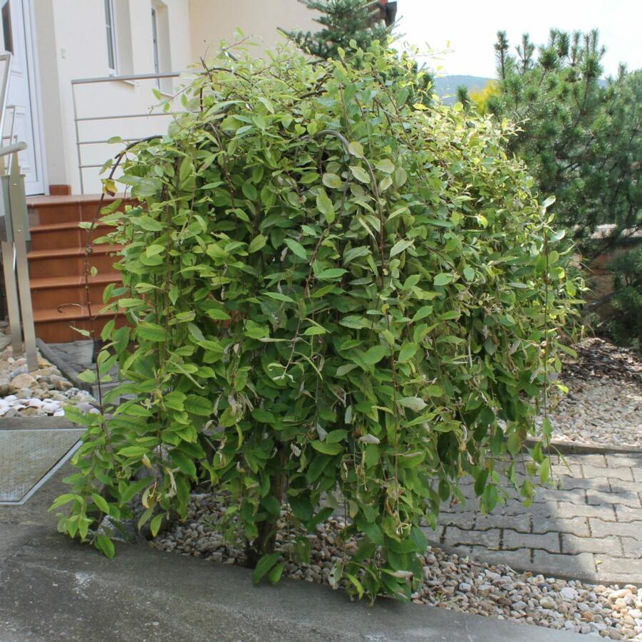 Salix caprea Pendula