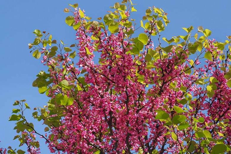 Cercis canadensis Rising Sun